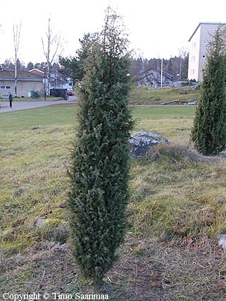 Juniperus communis 'Vnrikki Stool', pilarikataja